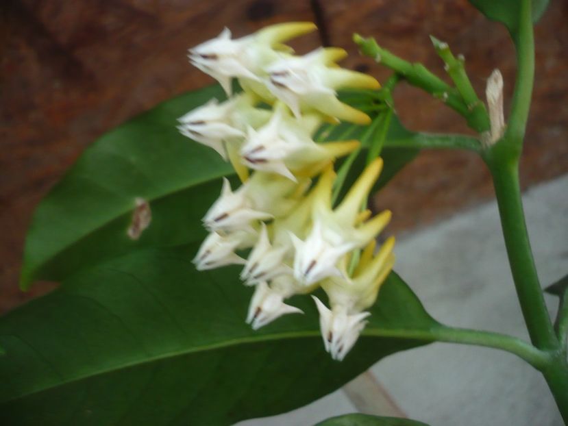 P1380374 - HOYA 2018-1