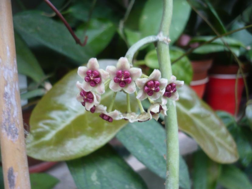 P1380377 - HOYA 2018-1