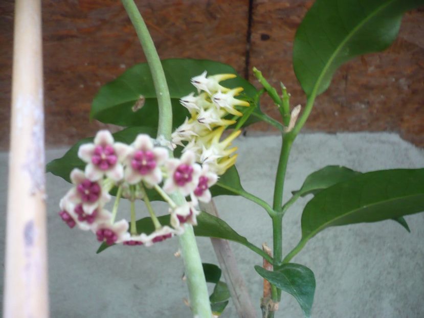 P1380380 - HOYA 2018-1