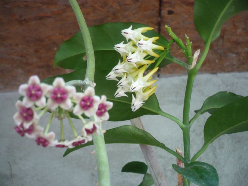 P1380381 - HOYA 2018-1