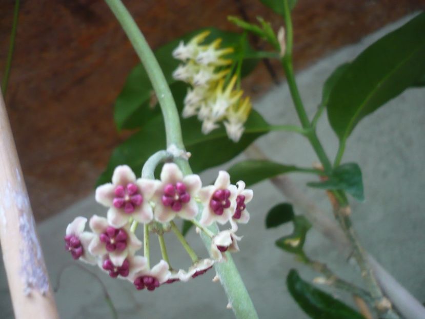 P1380382 - HOYA 2018-1