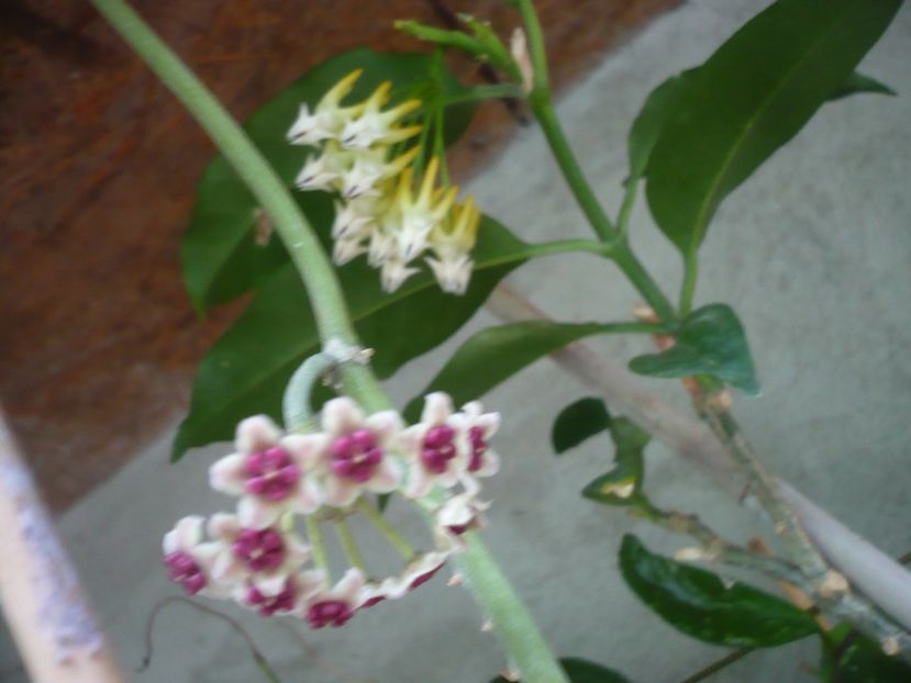 P1380383 - HOYA 2018-1