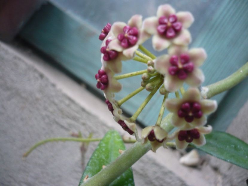 P1380385 - HOYA 2018-1