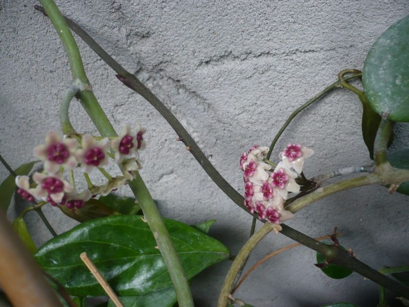 P1380387 - HOYA 2018-1