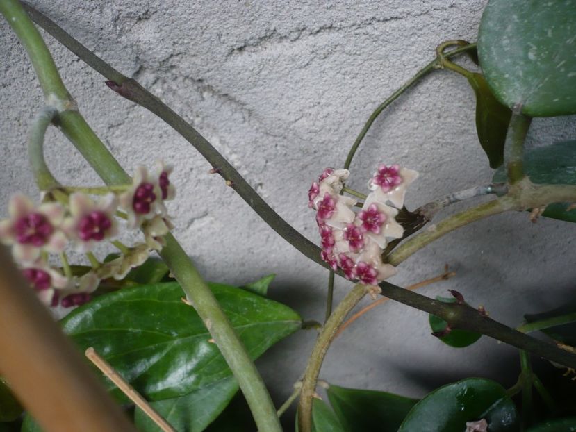 P1380388 - HOYA 2018-1