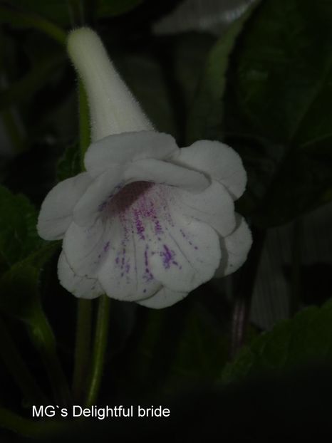 Sinningia MG's Delightful bride - Sinningia