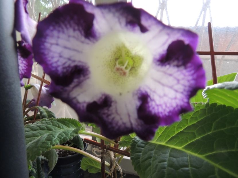  - gloxinii si minisiningii 2018