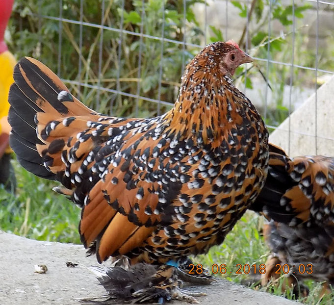  - 04B-MII DE FLORI PORTELAN 2018