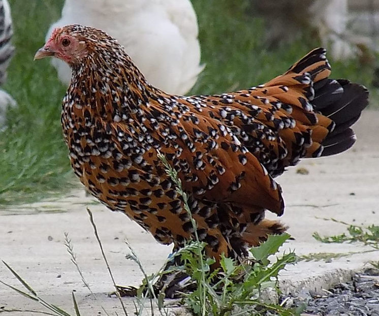  - 04B-MII DE FLORI PORTELAN 2018