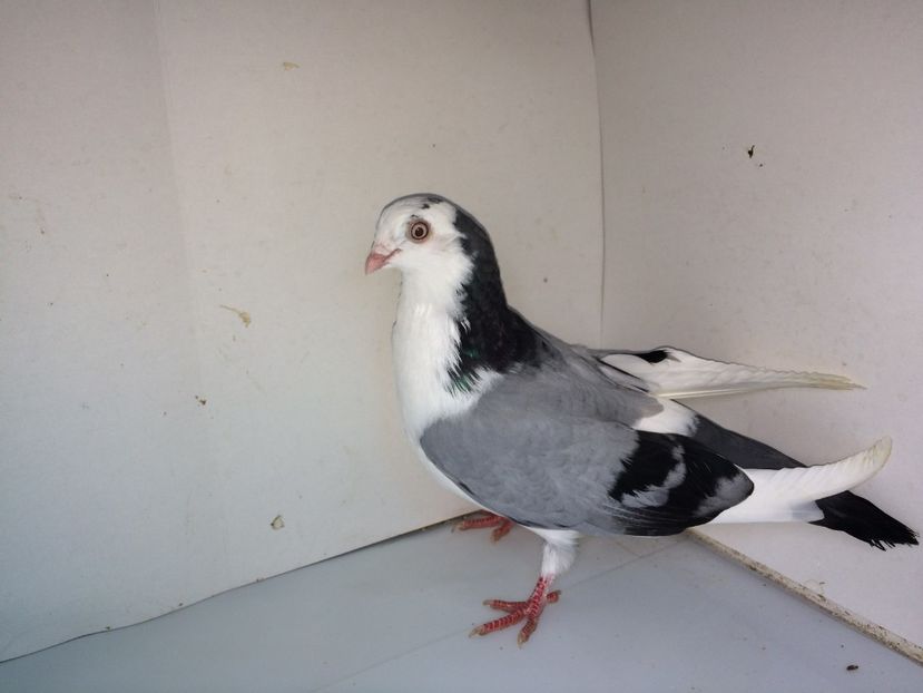 7054  mascul  2018_2 - tineret 2018