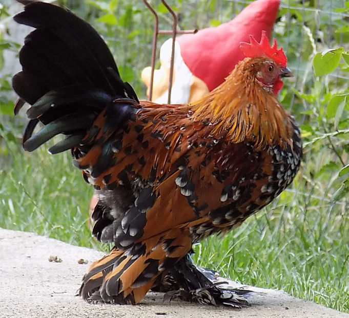  - 04B-MII DE FLORI PORTELAN 2018