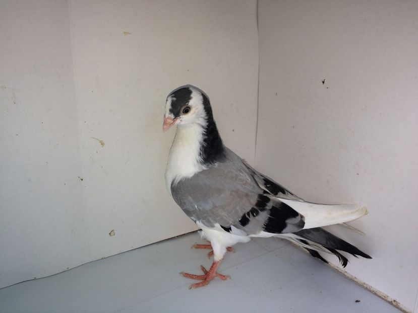 5166  mascul  2018_2 - tineret 2018