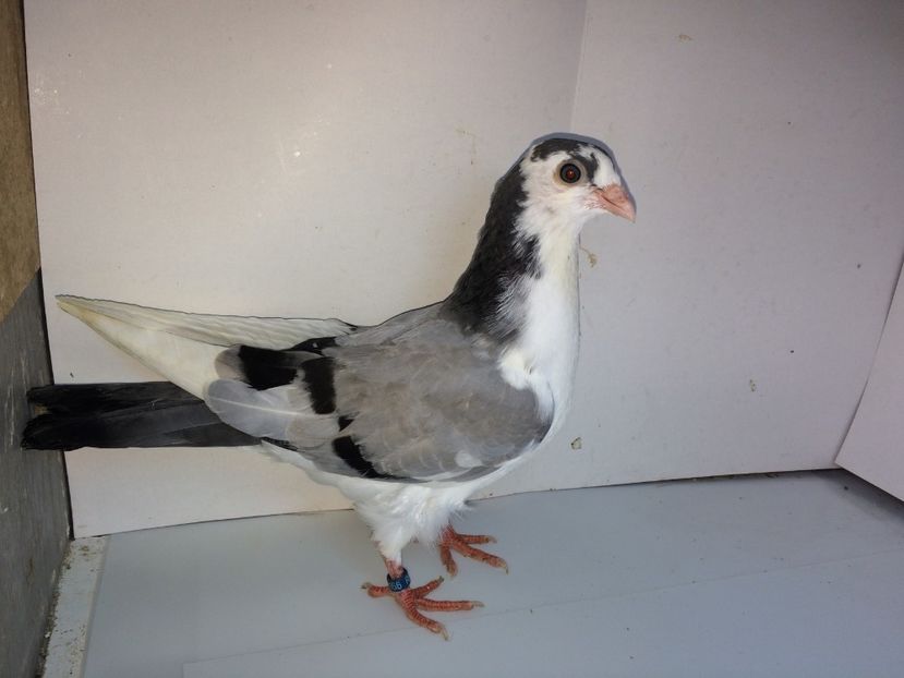 5166  mascul  2018_1 - tineret 2018