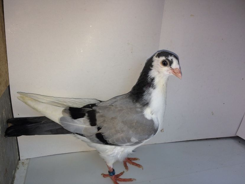 5166  mascul  2018_3 - tineret 2018