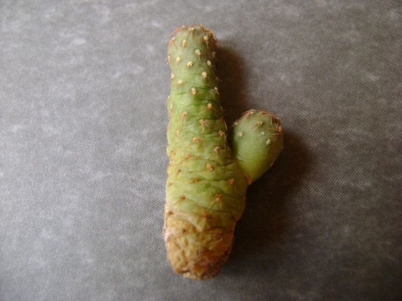 Puna subterranea (Maihueniopsis subterranea), lastar - Cactusi 2018 bis bis