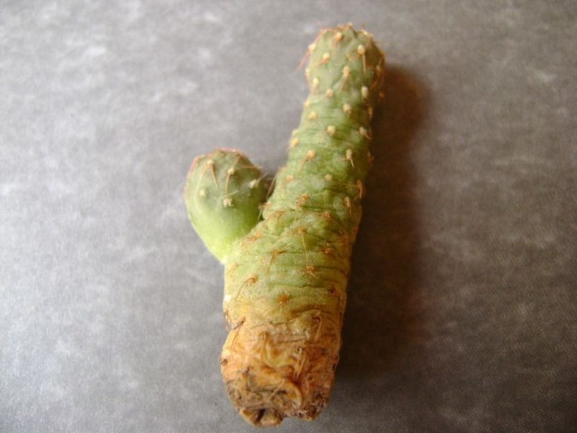 Puna subterranea (Maihueniopsis subterranea), lastar - Cactusi 2018 bis bis