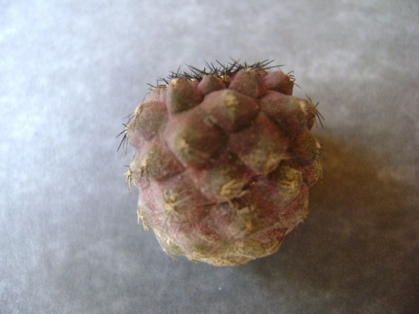 Copiapoa hypogea, lastar - Cactusi 2018 bis bis