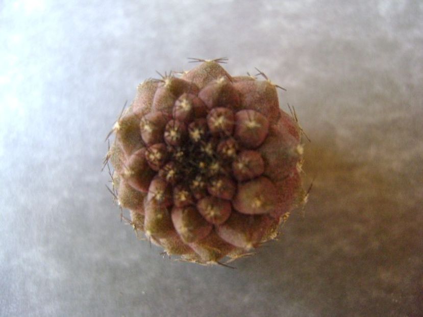 Copiapoa hypogea, lastar - Cactusi 2018 bis bis