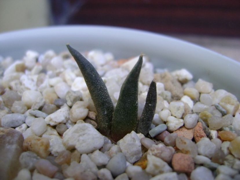 Ariocarpus retusus v. minimus - Cactusi 2018 bis bis