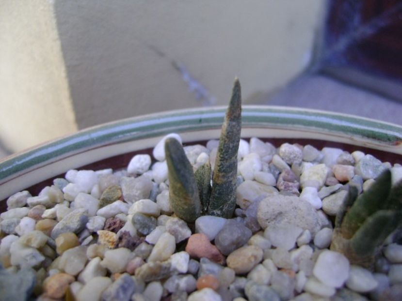 Ariocarpus confusus - Cactusi 2018 bis bis