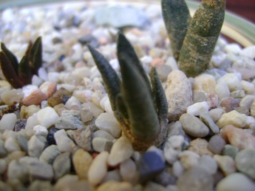 Ariocarpus scaphirostris 2 - Cactusi 2018 bis bis