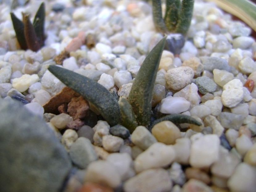 Ariocarpus trigonus Horaceki - Cactusi 2018 bis bis