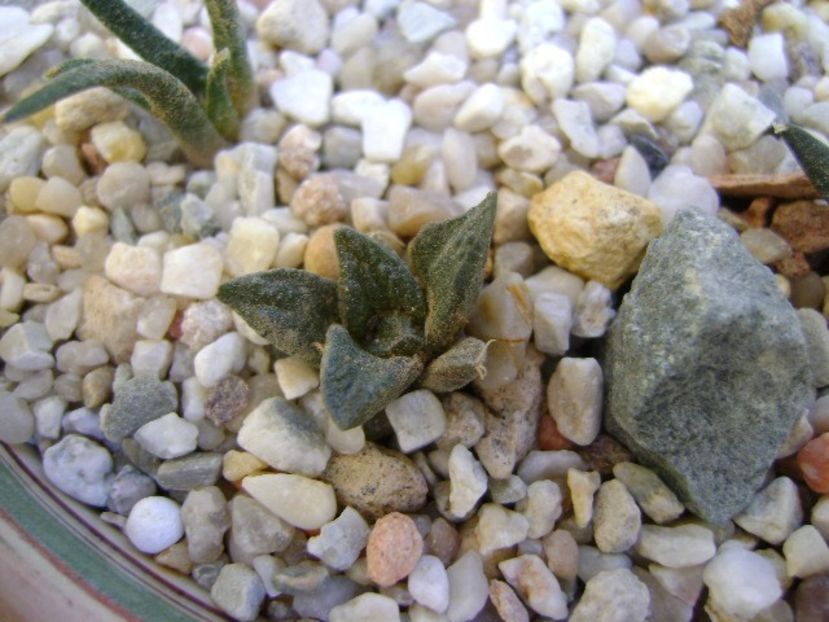 Ariocarpus fissuratus - Cactusi 2018 bis bis