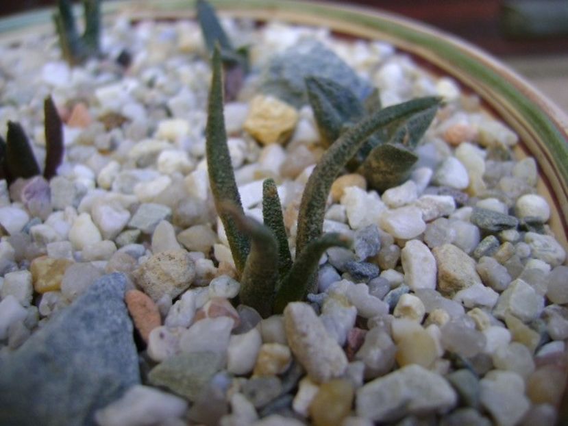 Ariocarpus agavoides Tula - Cactusi 2018 bis bis