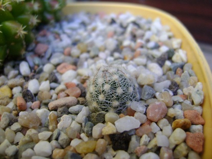 Escobaria vivipara v. alversonii SB1800 - Cactusi 2018 bis bis
