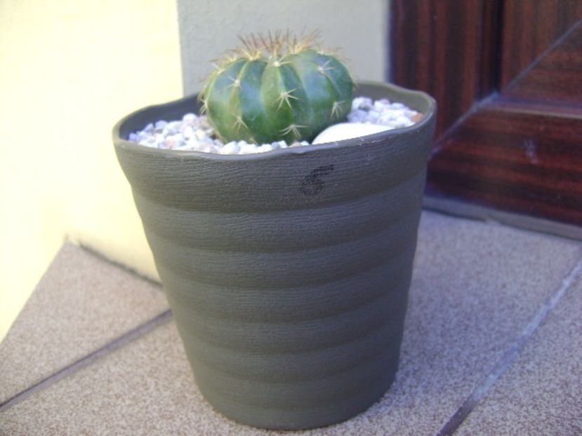 Melocactus caesius, Maintequia, Venezuela - Cactusi 2018 bis bis