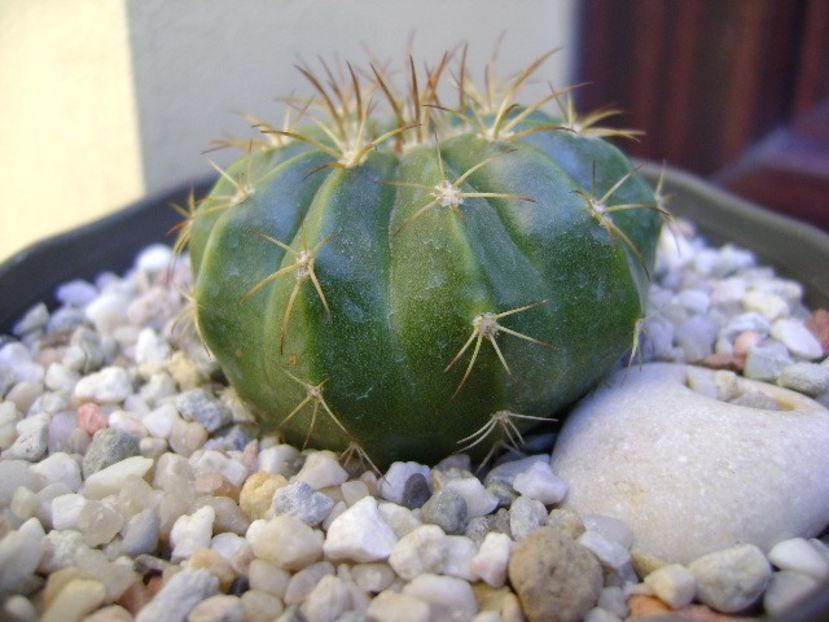 Melocactus caesius, Maintequia, Venezuela - Cactusi 2018 bis bis