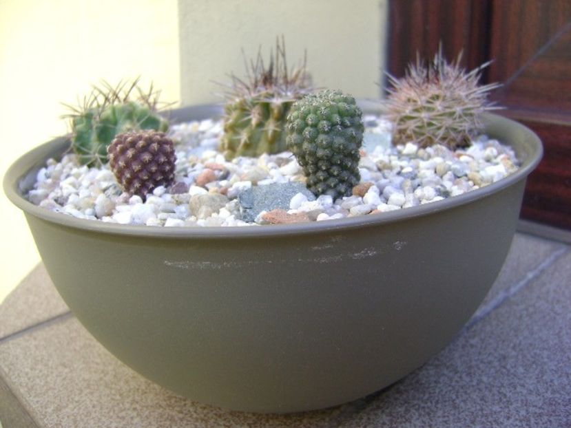 Grup de 6 Eriosyce - Cactusi 2018 bis bis