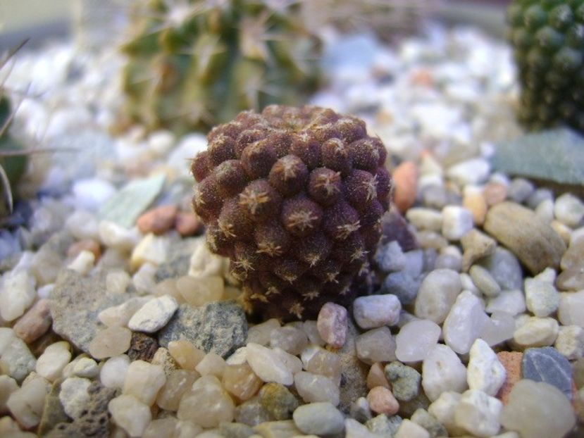 Eriosyce napina - Cactusi 2018 bis bis