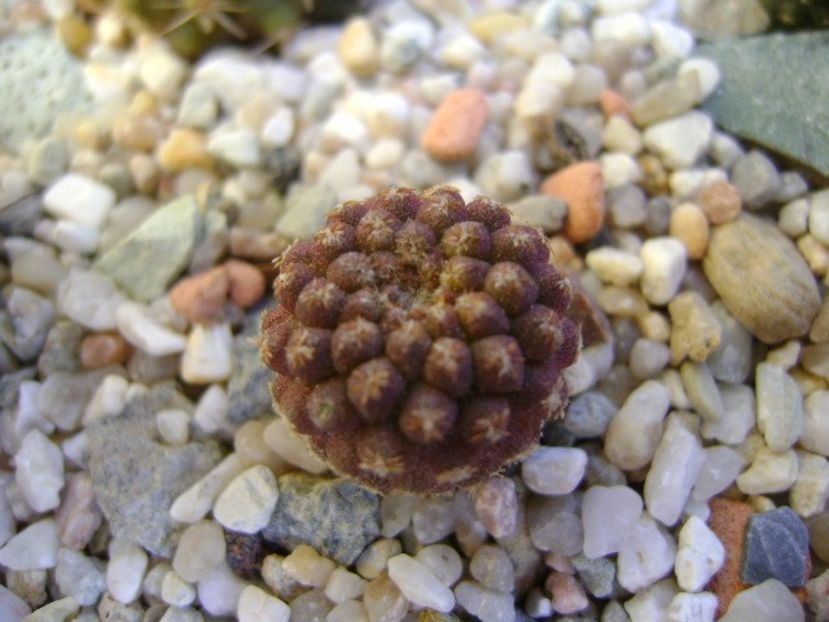 Eriosyce napina - Cactusi 2018 bis bis