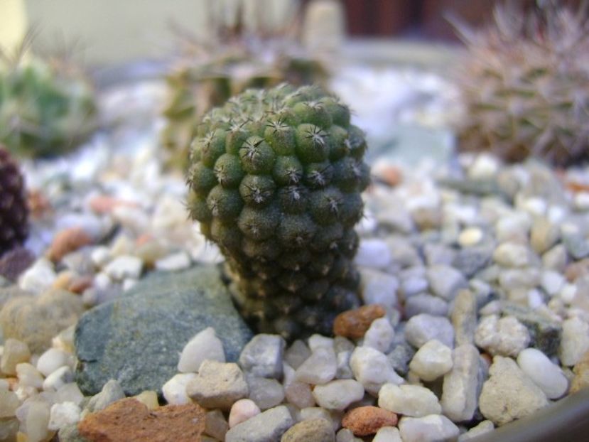 Eriosyce odieri ssp. glabrescens - Cactusi 2018 bis bis