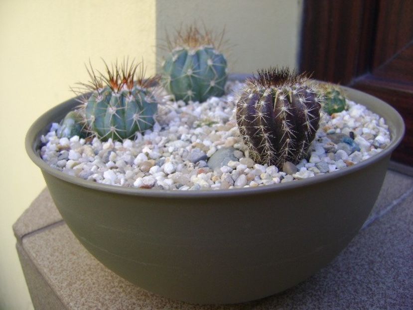 Grup de 5 cactusi - Cactusi 2018 bis bis