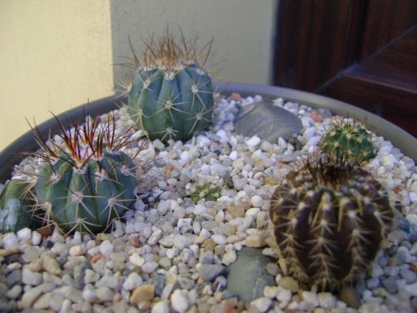 Grup de 5 cactusi - Cactusi 2018 bis bis