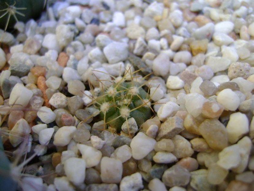 Melocactus uebelmannii - Cactusi 2018 bis bis