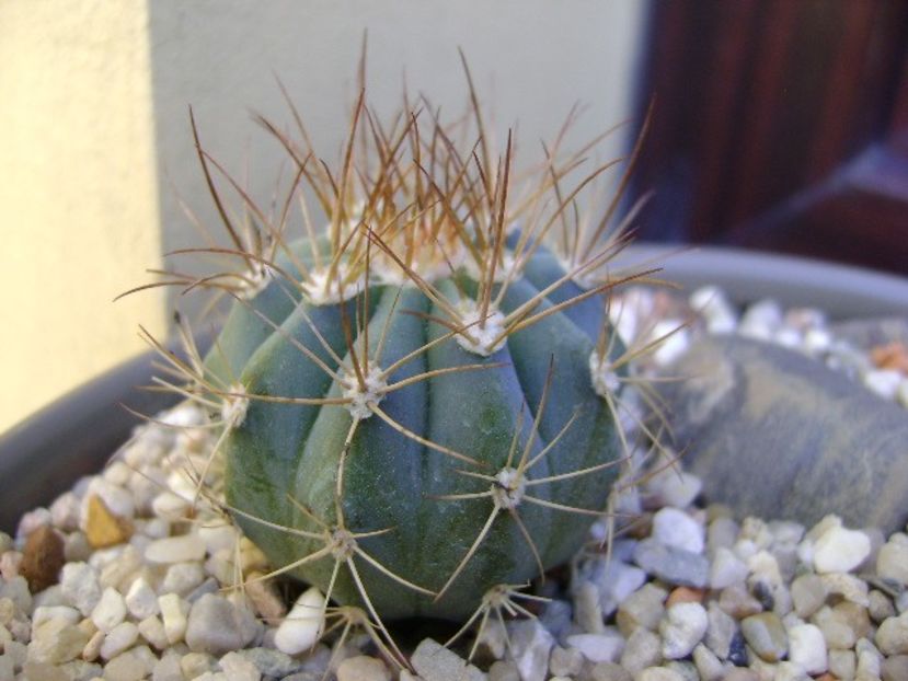 Melocactus azureus 2 - Cactusi 2018 bis bis