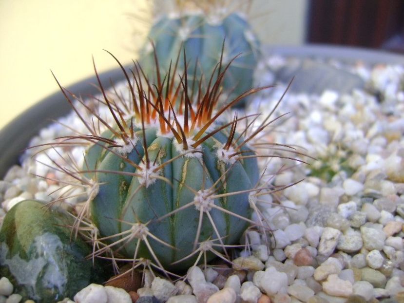 Melocactus azureus 1 - Cactusi 2018 bis bis