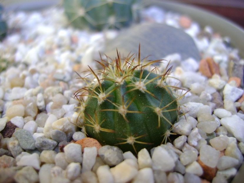 Melocactus guitartii - Cactusi 2018 bis bis