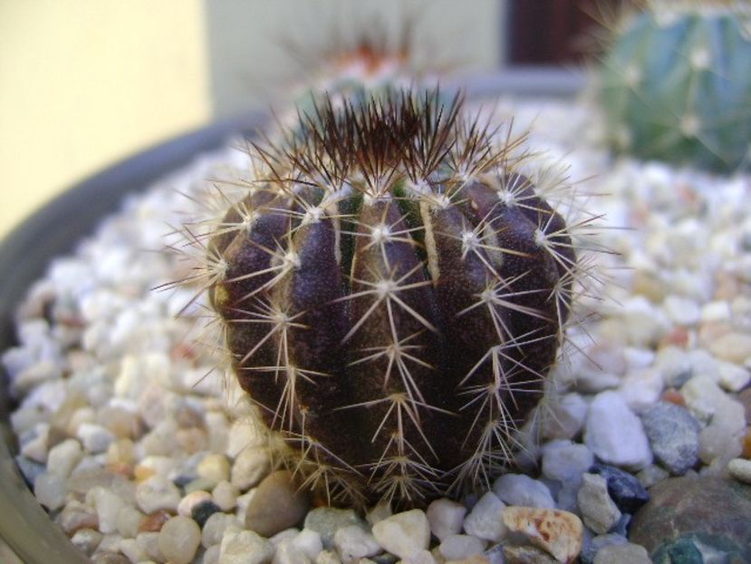 Uebelmania pectinifera - Cactusi 2018 bis bis