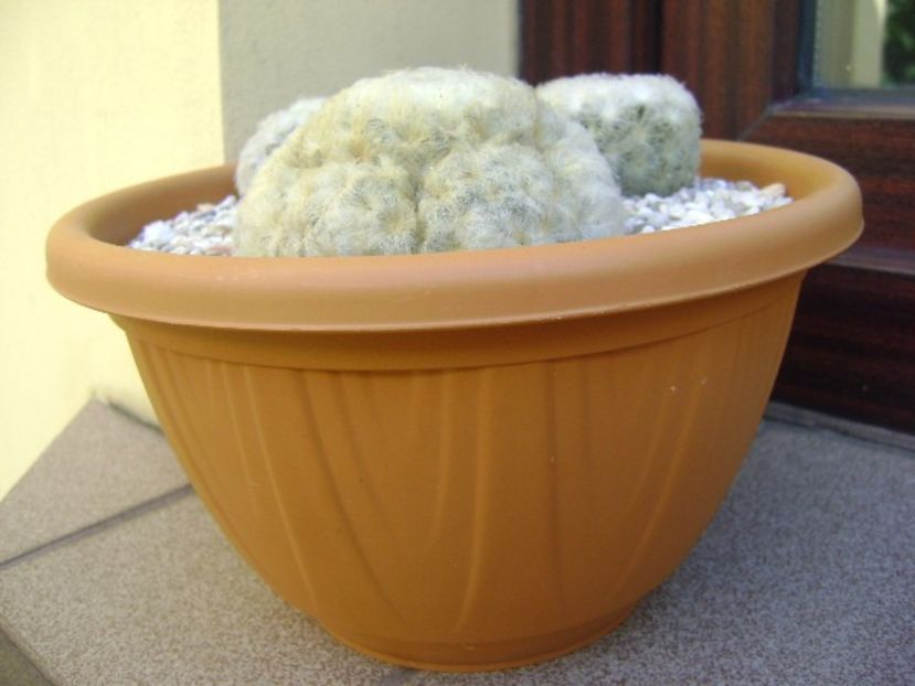 Grup de 2 Mammillaria plumosa - Cactusi 2018 bis bis