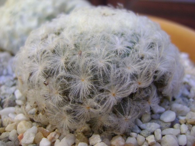 Mammillaria plumosa - Cactusi 2018 bis bis