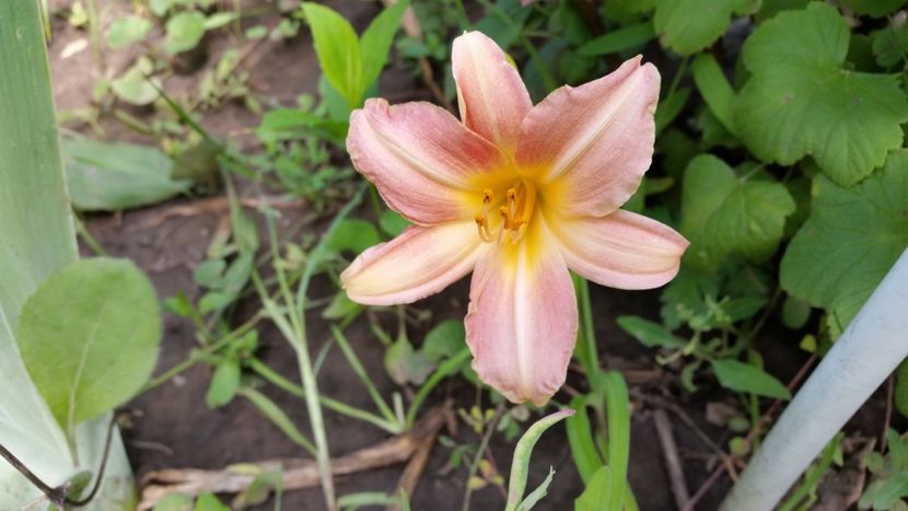 Cherry Point - Hemerocallis 2018