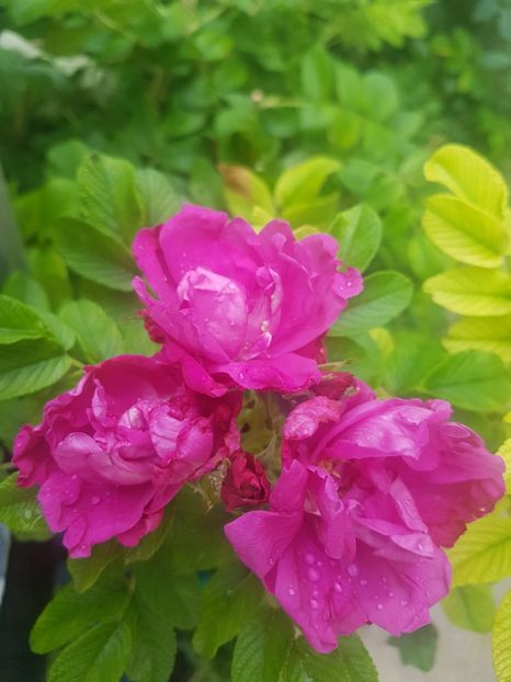  - Rosa rugosa Dark Foxi