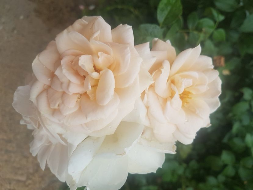  - Uetersener klosterrose- urcator