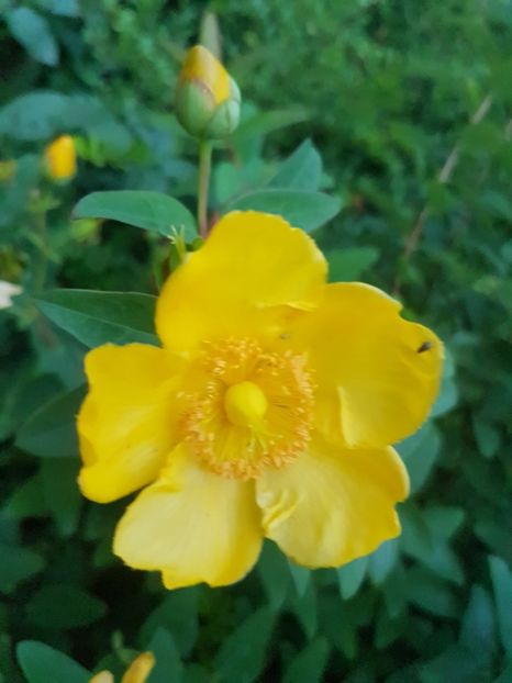  - Arbori -arbusti ornamentali de exterior si liane