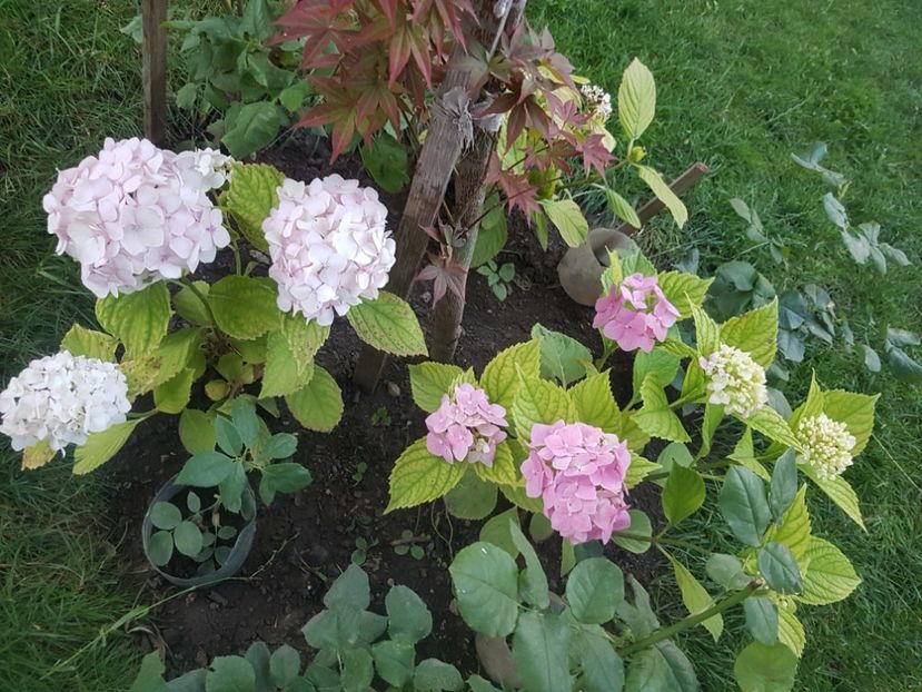  - Arbori -arbusti ornamentali de exterior si liane