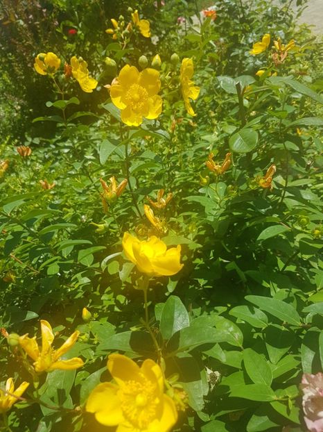  - Arbori -arbusti ornamentali de exterior si liane